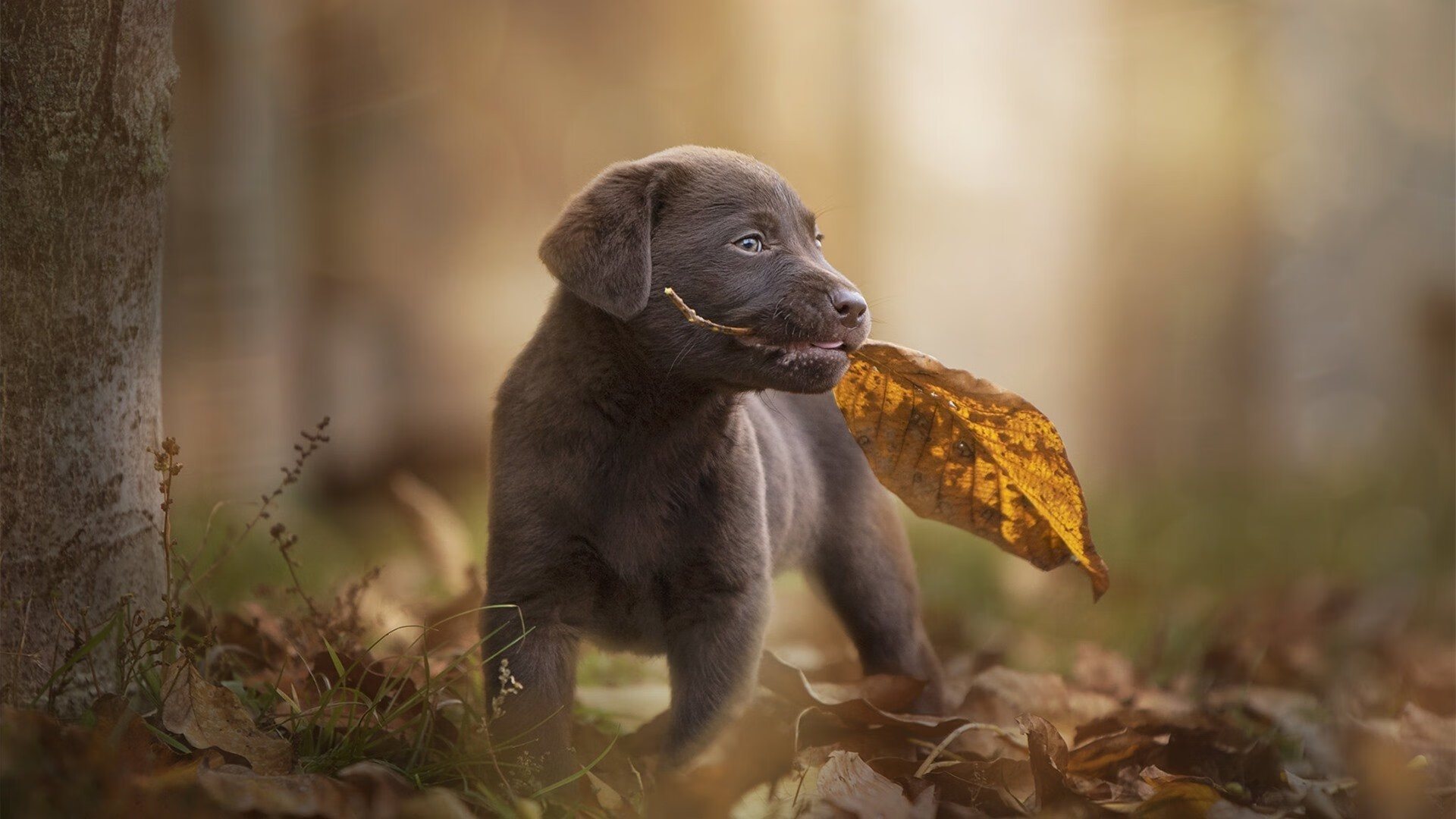 爱游戏中国官方网站平台-“中国足球裁判员国际比赛执裁经验不断丰富”，中国足球裁判员查询