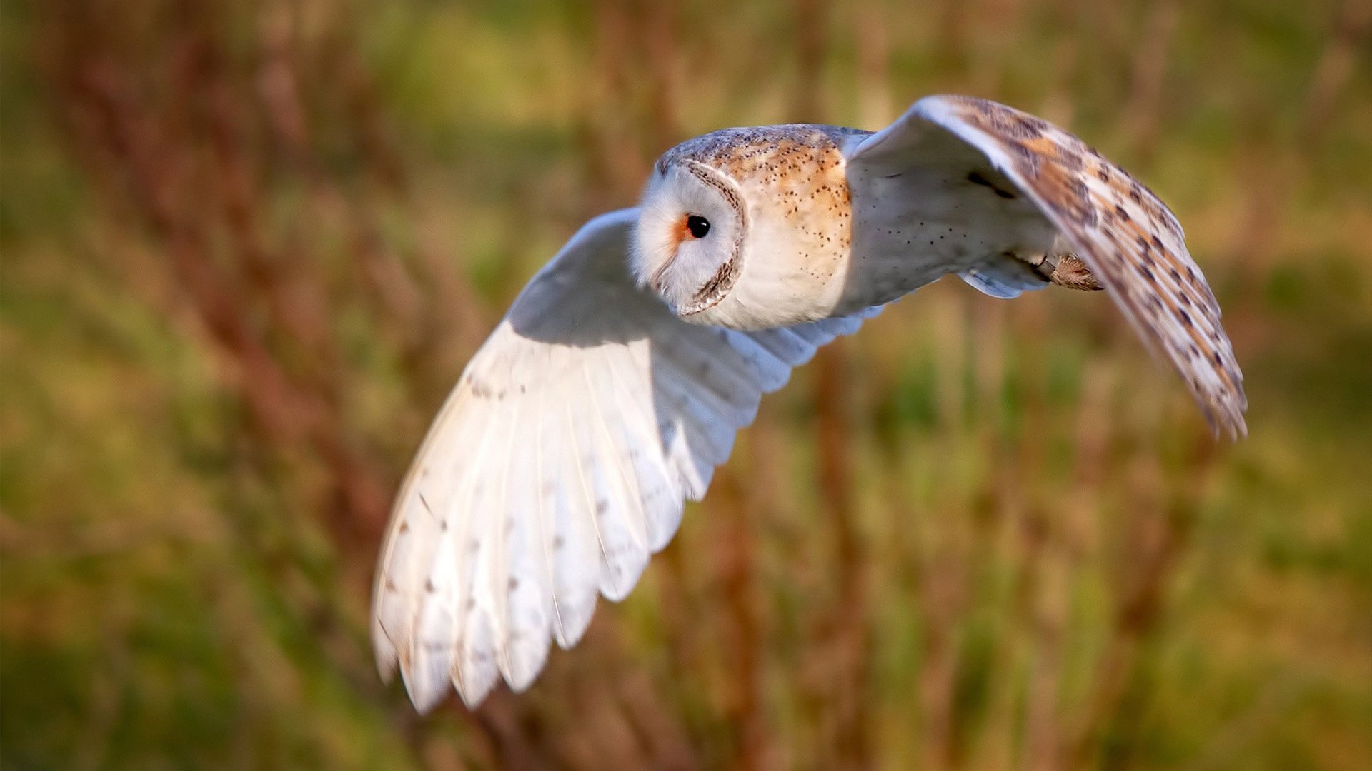 奥格斯堡是否具备翻盘逆境的韧性，奥格斯堡官网