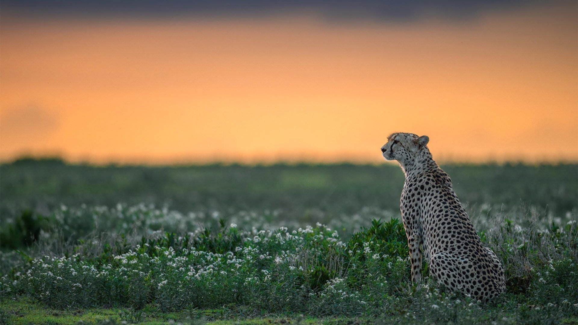 拜仁慕尼黑球员集体受伤,球队前景蒙上阴影,拜仁慕尼黑2021球员