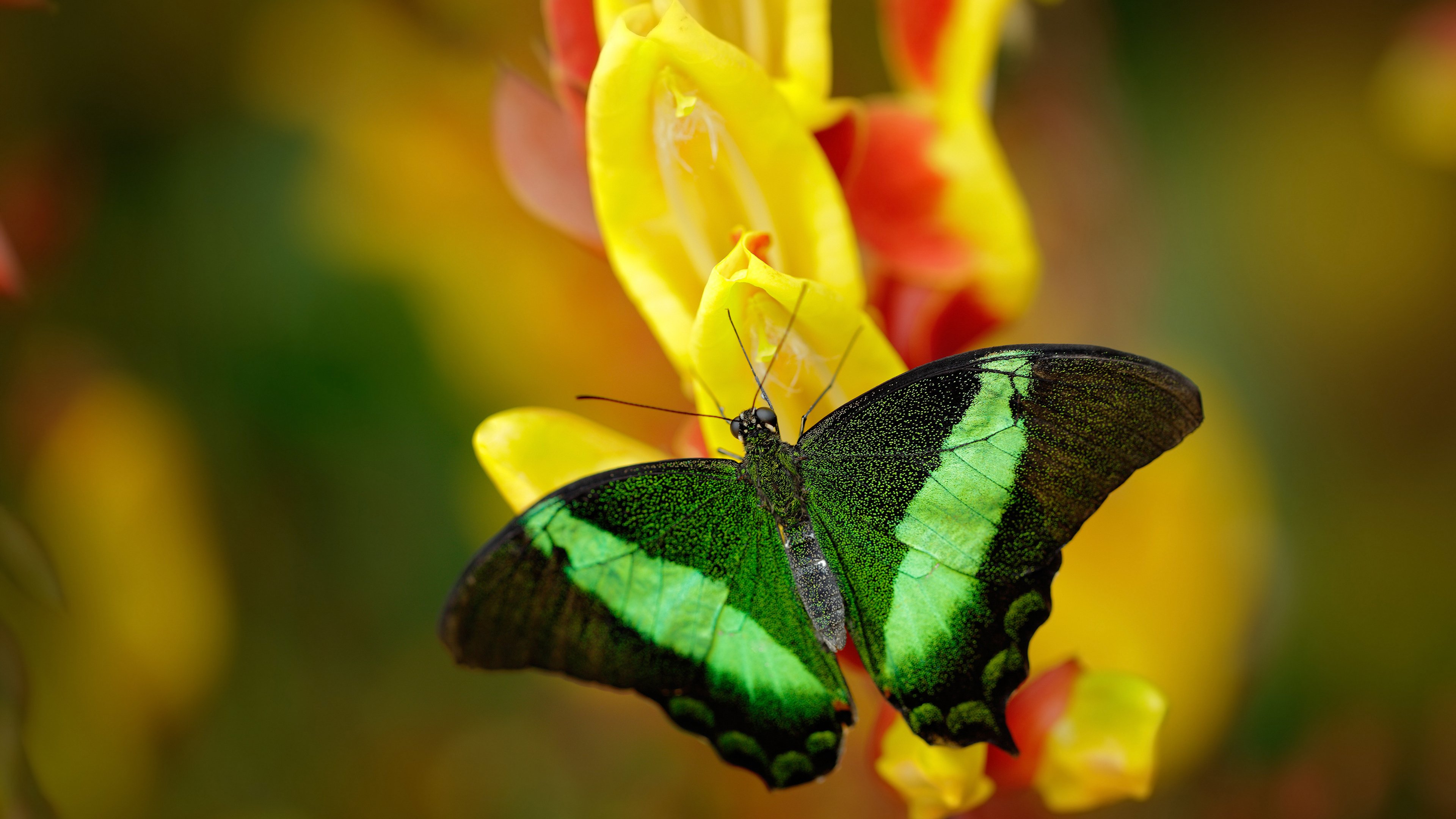 爱游戏体育（AYX）官方APP下载-荣耀非凡！国家队以强大实力稳夺胜利宝座，荣耀中国国家队