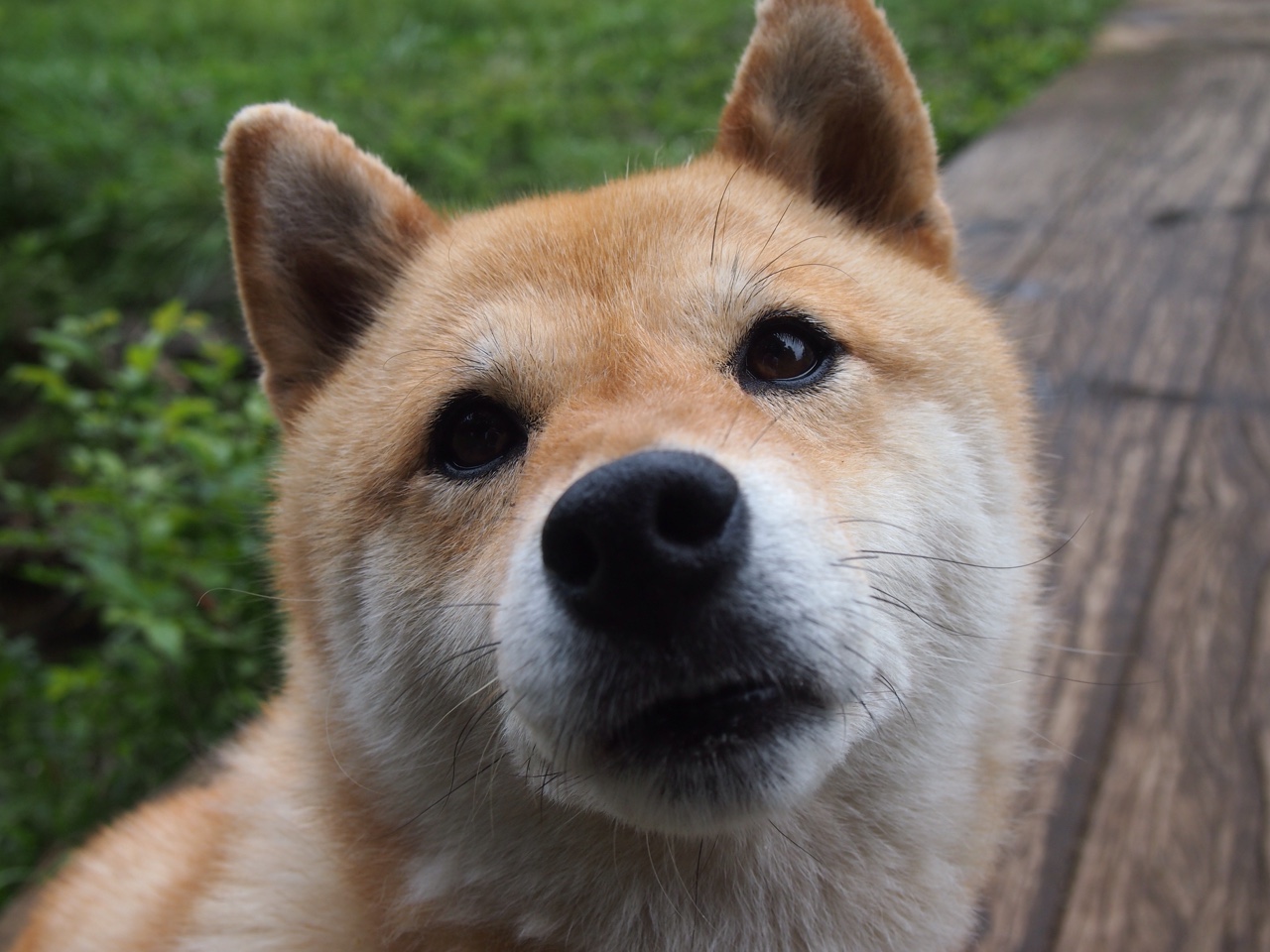 数字化体育教学模式对学生运动技能掌握的影响研究，数字化体育教学应用