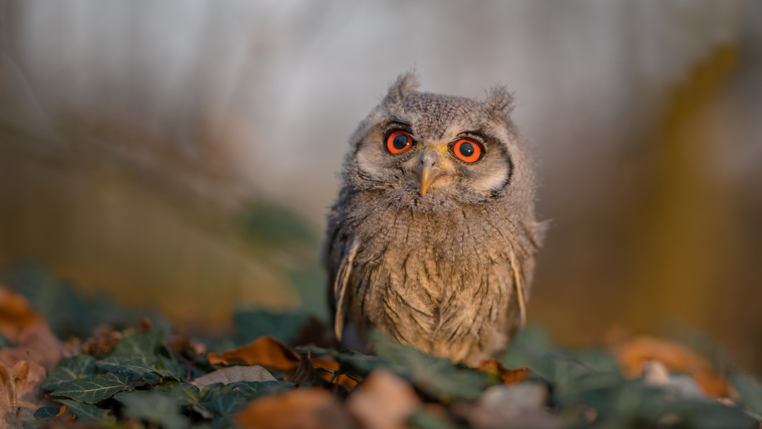 爱游戏平台-职业球员缺少非比赛期能力提升考核体系，职业生涯没有进球的球员