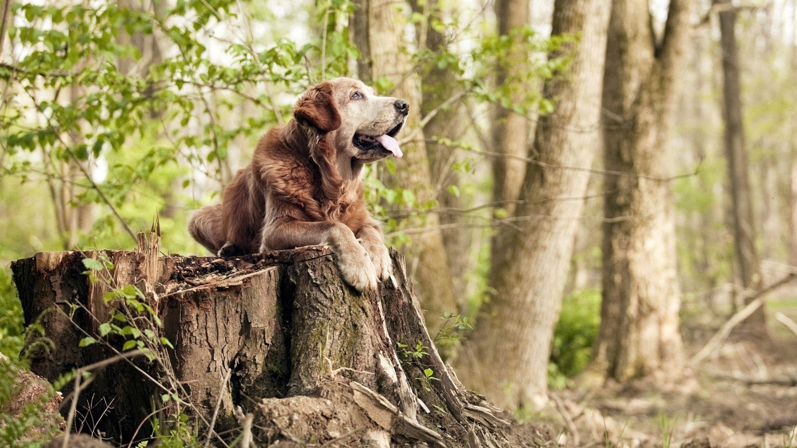 赛事外语服务能力增强助推国际传播,外语大赛