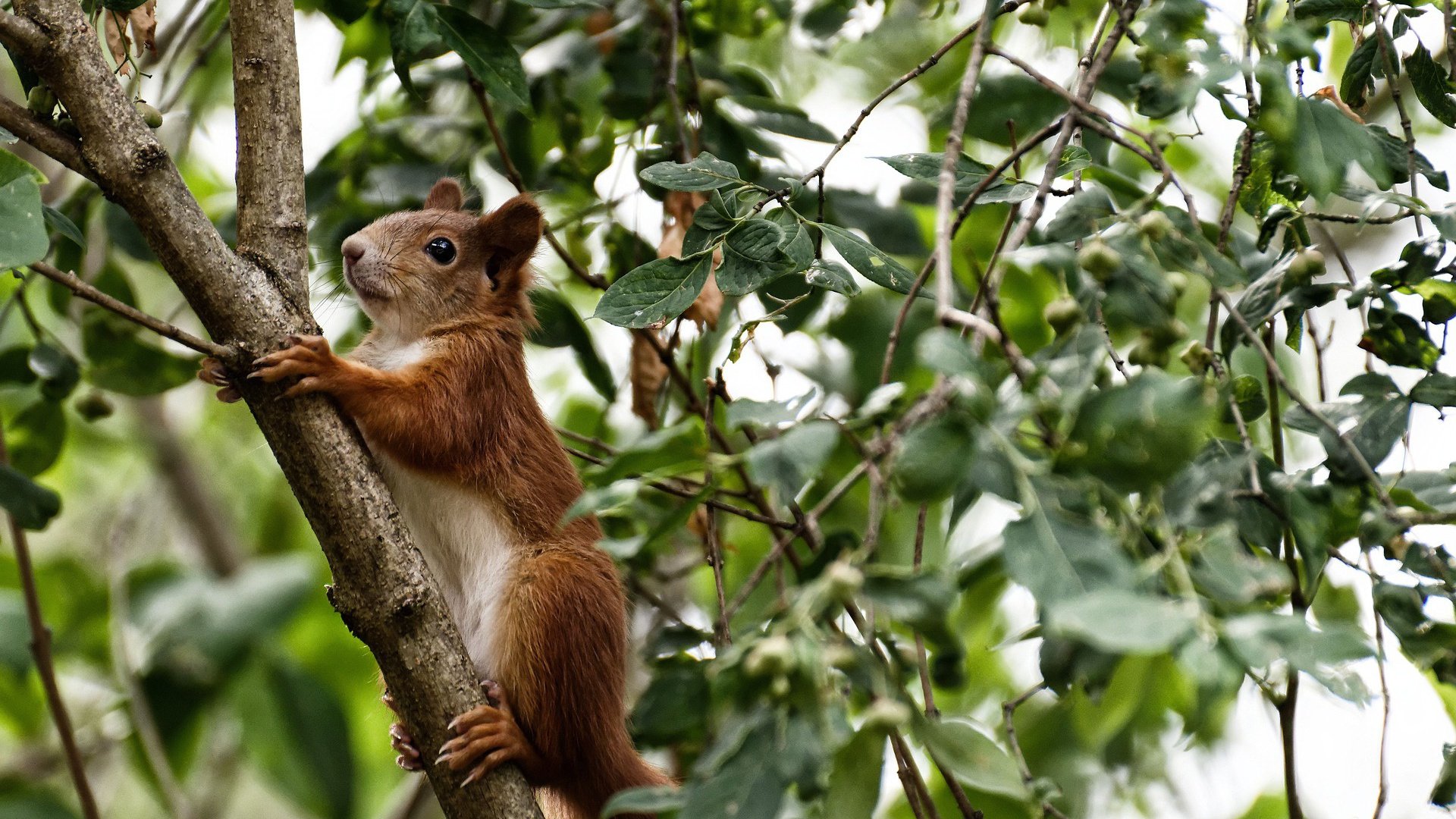 爱游戏娱乐平台-搏击式风格体现匈牙利水球队传统打法，匈牙利水球苏联
